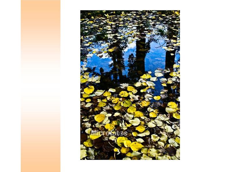 15.秋天的落叶 课件 (3)第5页