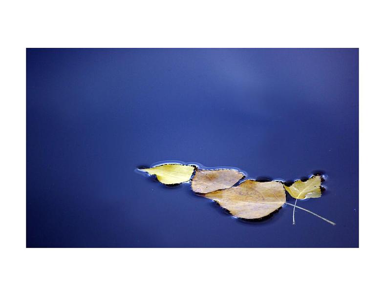 15.秋天的落叶 课件 (3)第6页