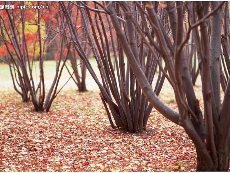 岭南版美术三年级下册 15. 秋天的落叶 课件 教案 (2)02