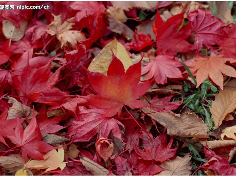 岭南版美术三年级下册 15. 秋天的落叶 课件 教案 (2)03