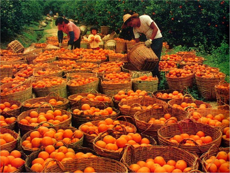 岭南版美术三年级下册 15. 秋天的落叶 课件 教案 (2)04