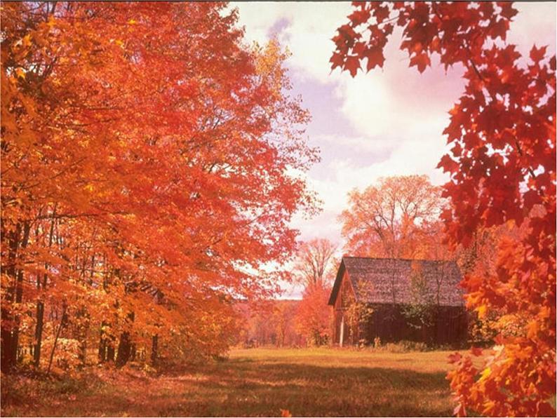 岭南版美术三年级下册 15. 秋天的落叶 课件 教案 (2)05