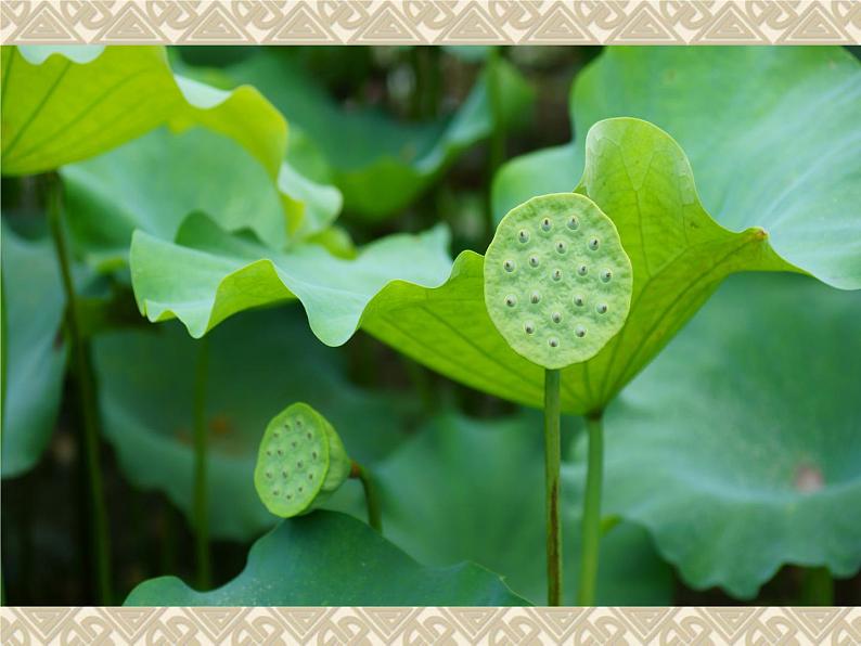 美丽的荷塘PPT课件免费下载04