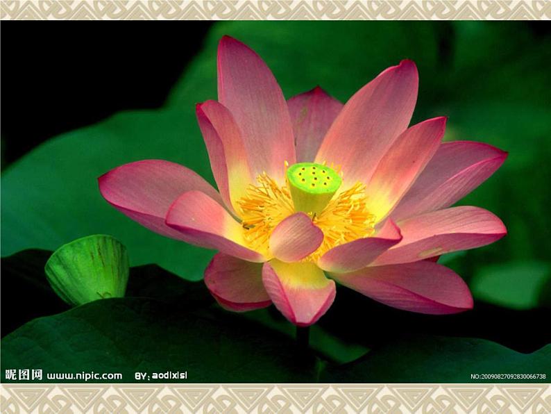 美丽的荷塘PPT课件免费下载05