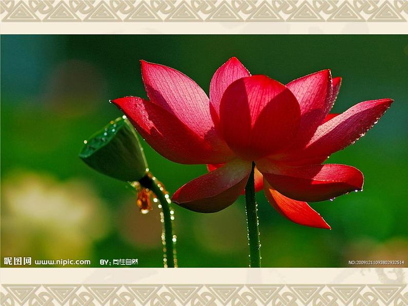 美丽的荷塘PPT课件免费下载06