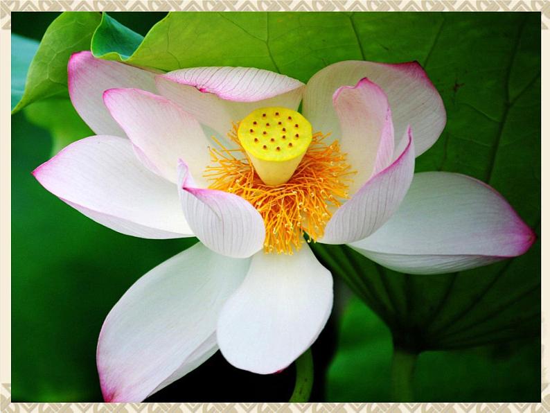 美丽的荷塘PPT课件免费下载07