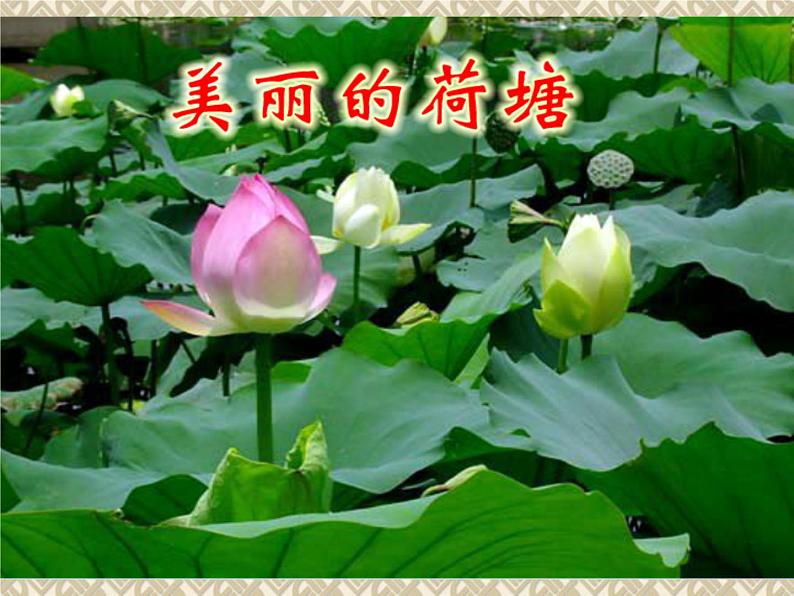 美丽的荷塘PPT课件免费下载08
