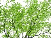 岭南版美术四年级上册 13.千姿百态的树 课件 教案 (2)