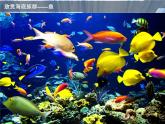 嶺南版美術(shù)四年級(jí)下冊(cè) 14.成群的動(dòng)物 課件 教案 (4)