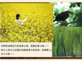嶺南版 三下 13. 春天的消息 課件（14張）