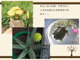 嶺南版 三下 13. 春天的消息 課件（14張）