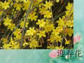 桂美版美术一年级下册 3 五彩缤纷的花朵 课件 教案 (2)