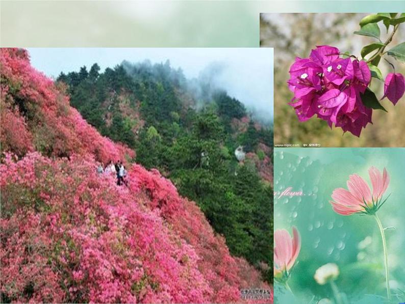 3 五彩缤纷的花朵 课件 (2)第4页