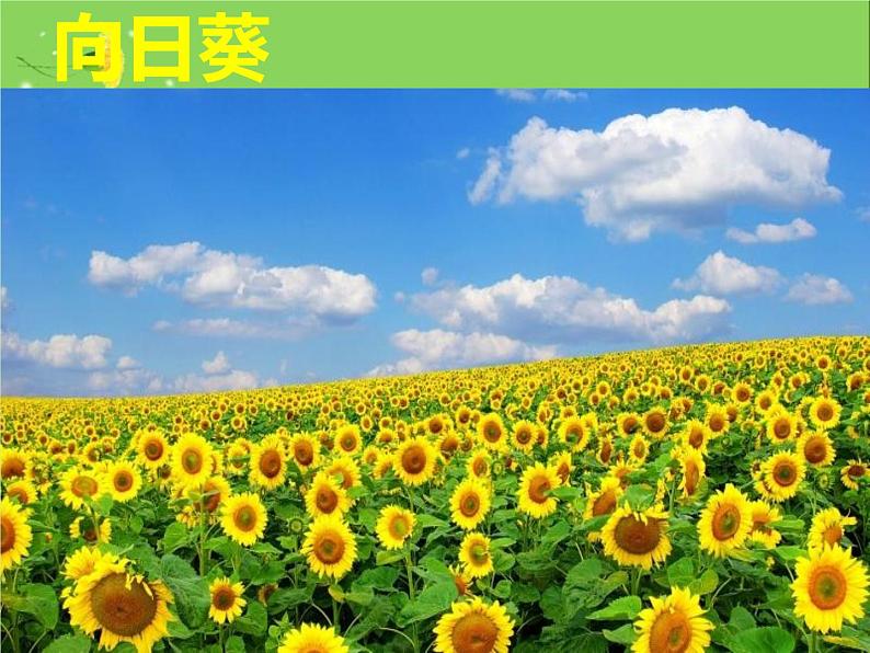 五彩缤纷的花朵PPT课件免费下载07