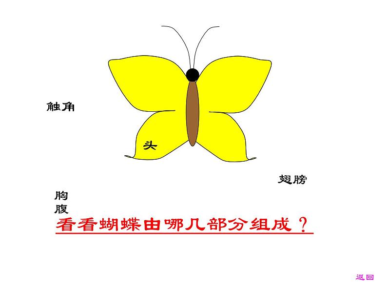 桂美版美术一年级下册 11 缤纷彩蝶 课件05