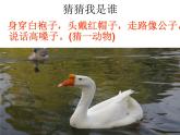桂美版美术二年级上册 5.动物大聚会 课件（14张幻灯片）