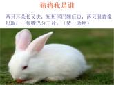 桂美版美术二年级上册 5.动物大聚会 课件（14张幻灯片）