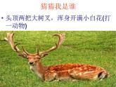 桂美版美术二年级上册 5.动物大聚会 课件（14张幻灯片）