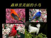 桂美版美术二年级下册 19 爱护鸟类 课件 教案