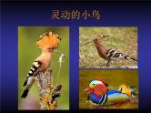 桂美版美术二年级下册 19 爱护鸟类 课件 教案