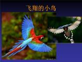 桂美版美术二年级下册 19 爱护鸟类 课件 教案