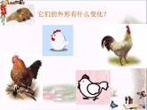 小學(xué)一年級上冊美術(shù)課件-第9課生肖動物大聚會嶺南版(15張)ppt課件