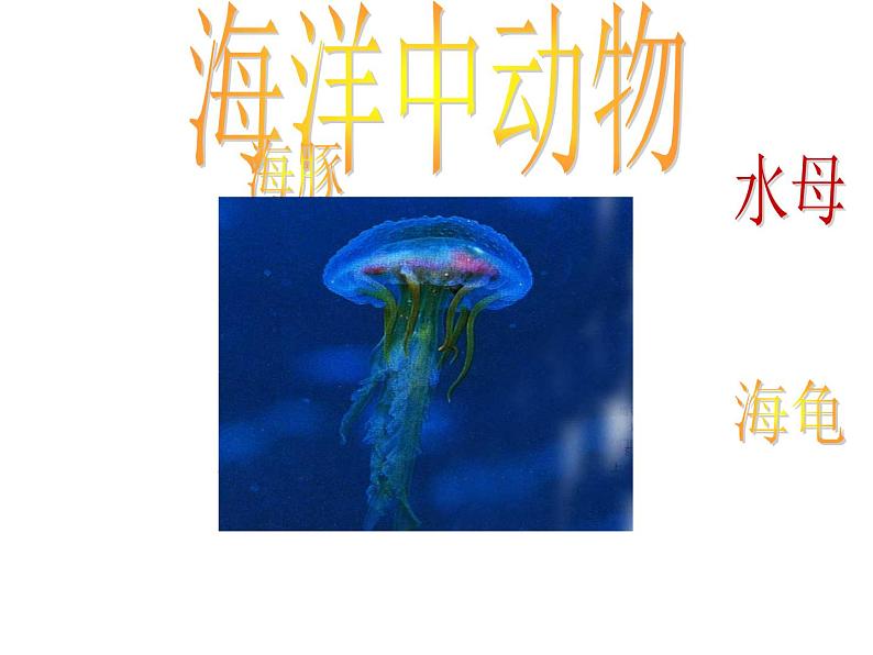 桂美版美术四年级上册 2 我爱海洋 课件 (3)03