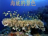 桂美版美术四年级上册 2 我爱海洋 课件 (3)