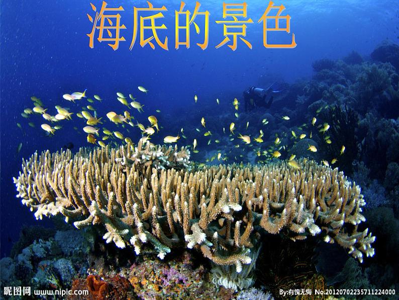 桂美版美术四年级上册 2 我爱海洋 课件 (3)05