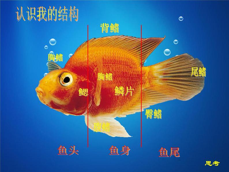 3 彩墨画鱼 课件第3页