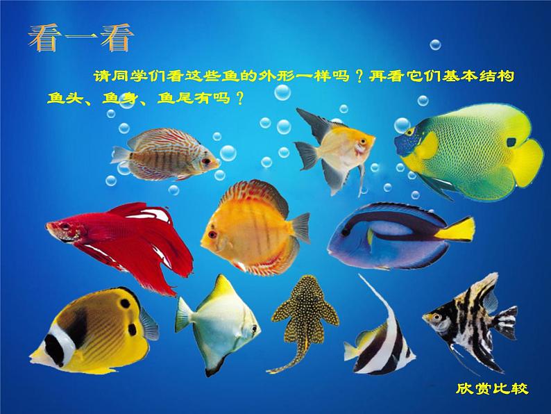 3 彩墨画鱼 课件第4页