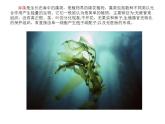 我爱海洋PPT课件免费下载