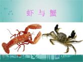 蝦和蟹（二）PPT課件免費(fèi)下載