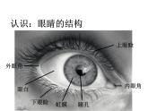 蘇少版美術(shù)二年級上冊 9.亮眼睛 課件（14張幻燈片）