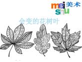 蘇少版  二年級(jí)美術(shù)下冊課件-13 會(huì)變的花、樹、葉- （20張PPT）