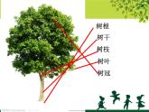 蘇少版二年級(jí)下冊(cè)美術(shù) 9.樹(shù)上樹(shù)下（一） 課件( 20張PPT)