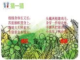 蘇少版 二年級美術(shù)下冊課件14蟲蟲蟲（一）（19張PPT）