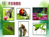 蘇少版 二年級美術(shù)下冊課件14蟲蟲蟲（一）（19張PPT）