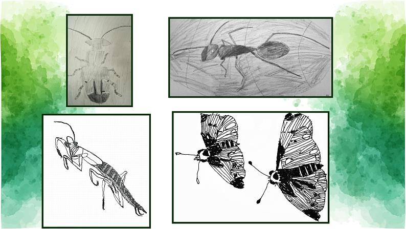 苏少版 二年级美术下册课件14虫虫虫（一）（19张PPT）第8页