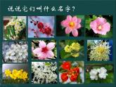 蘇少版二年級(jí)下冊美術(shù) 13.會(huì)變的花、樹、葉 課件（12張PPT）