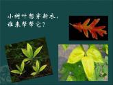 蘇少版二年級(jí)下冊美術(shù) 13.會(huì)變的花、樹、葉 課件（12張PPT）