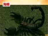 蟲蟲蟲（一）PPT課件免費(fèi)下載