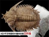 蟲蟲蟲（一）PPT課件免費(fèi)下載
