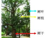 二年級(jí)美術(shù)下冊(cè)課件-11 水墨畫(huà)樹(shù) 蘇少版 15張PPT