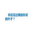 二年級(jí)美術(shù)下冊課件-13 會(huì)變的花、樹、葉 蘇少版 （14張PPT）