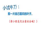 二年級(jí)美術(shù)下冊課件-13 會(huì)變的花、樹、葉 蘇少版 （14張PPT）