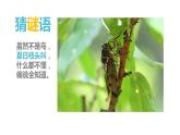 小學(xué)一年級(jí)下冊(cè)美術(shù)課件-第6課昆蟲(chóng)王國(guó)-嶺南版(30張)ppt課件
