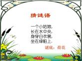 赣美版  5荷花美 课件（16张PPT）