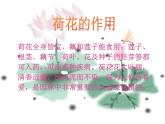 赣美版  5荷花美 课件（16张PPT）