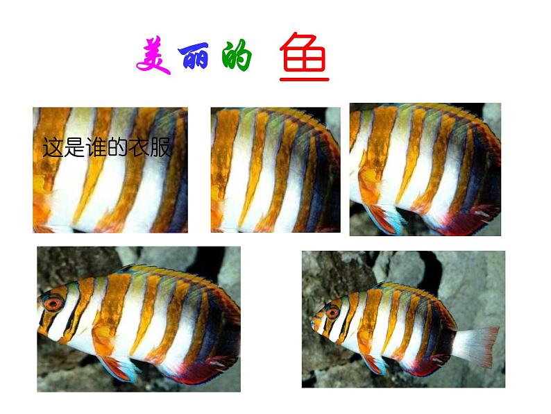 沪教版 一年级上册美术 第12课 美丽的鱼｜课件（8张PPT）第1页